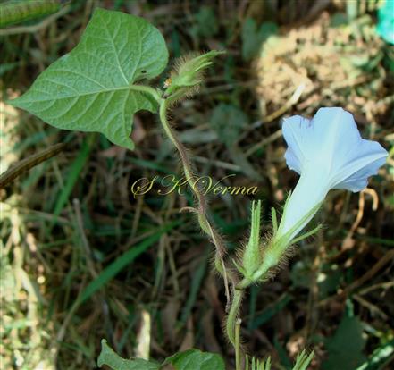  Flowering shoot (leaf of abaxial view)
